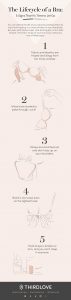 Bra Lifecycle