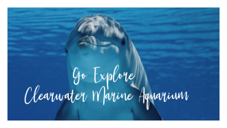 Go Explore Clearwater Marine Aquarium